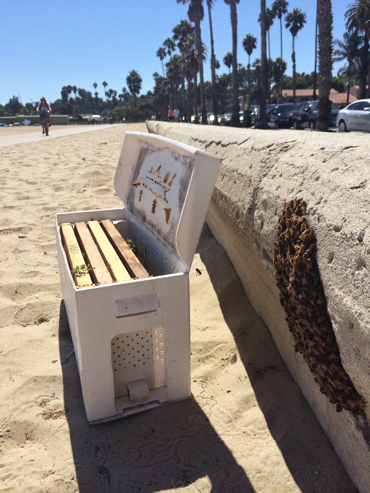 Bees at the Beach Rescue