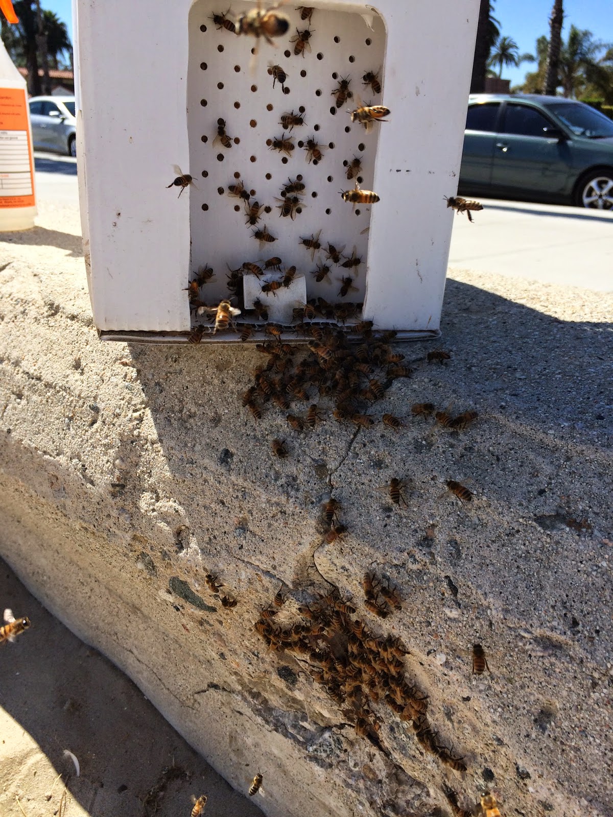 Bees at the Beach Rescue
