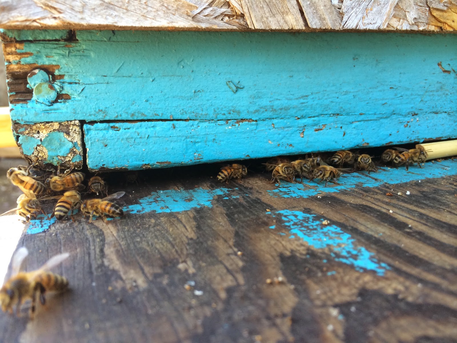 Bees in a Queenless Hive
