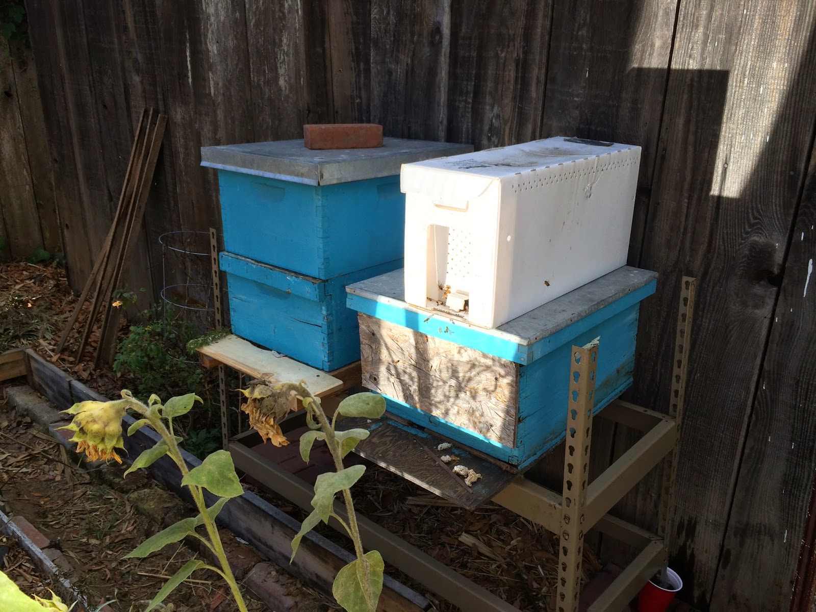 Bees in their new home