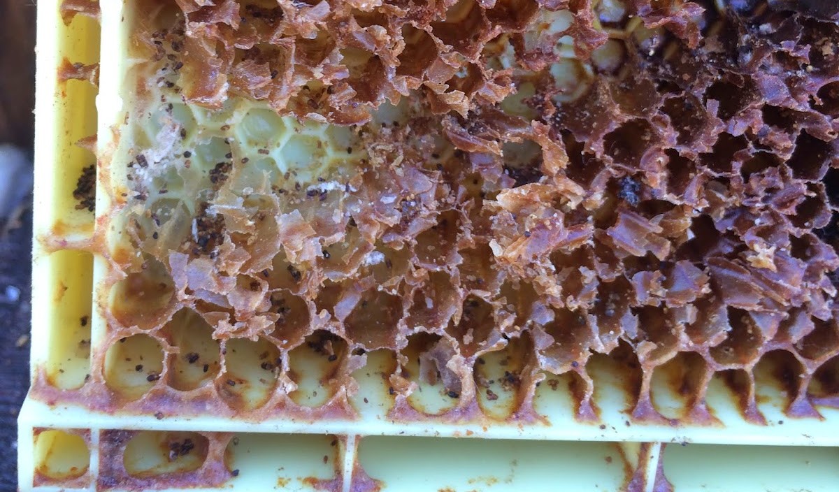 Damaged Comb with Varroa Bodies