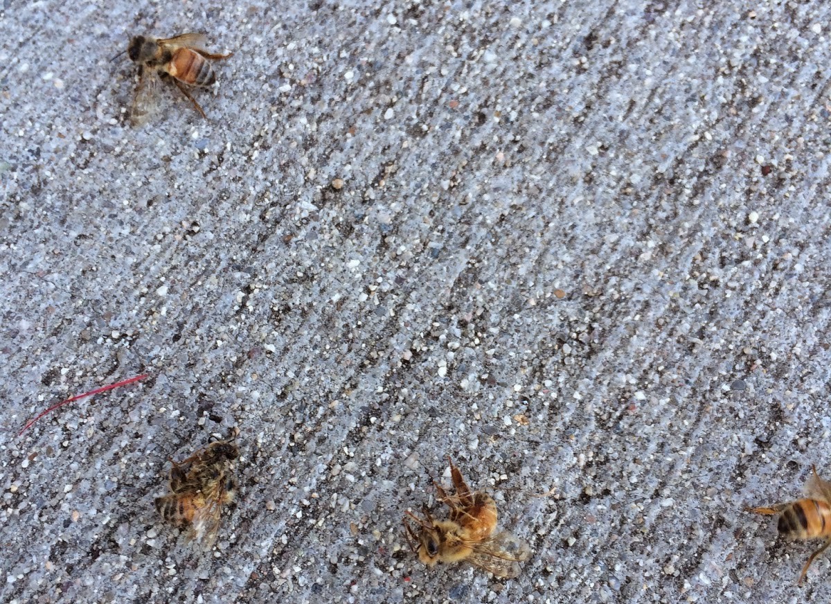 Sad sight of dead bees affected by pesticide