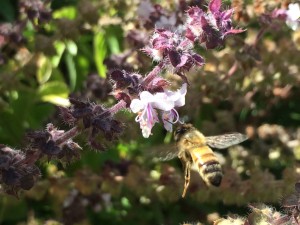 Bees are pretty wonderful creatures