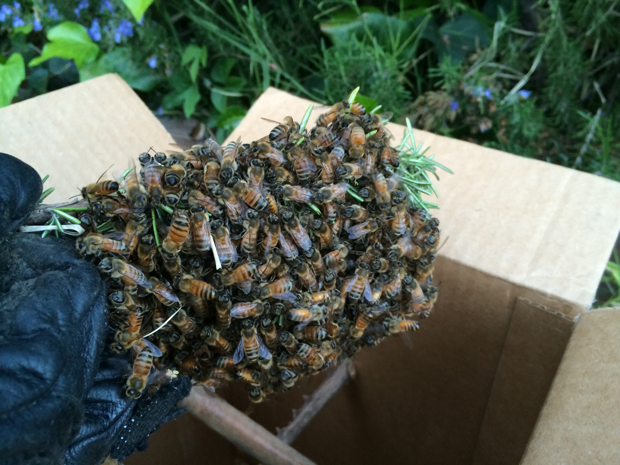 Bee Swarms Deserve Better than a Cardboard Box