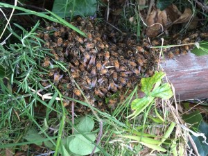 Swarm on the ground