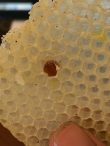 The bees had almost no stores of honey