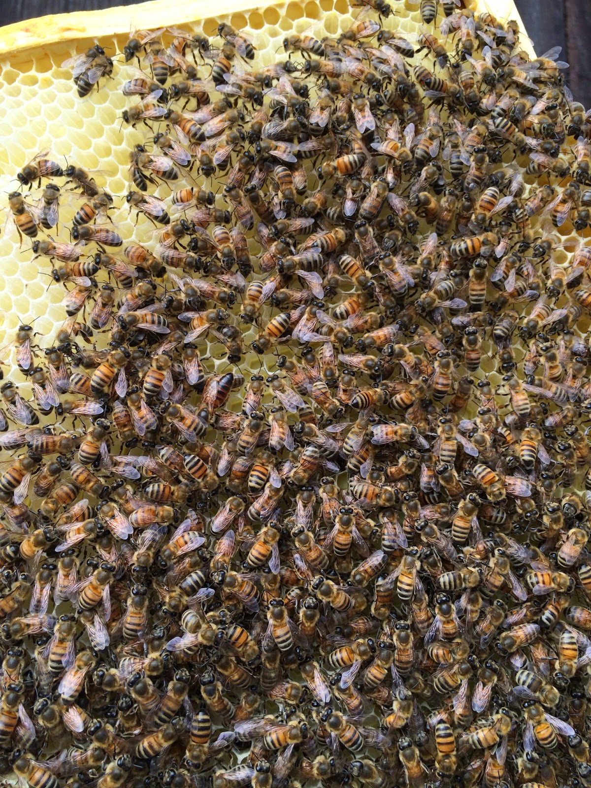 The New Dark Queen of the Bees