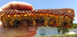 Bee Pollen turning to Bee Bread in comb - EyesOnHives