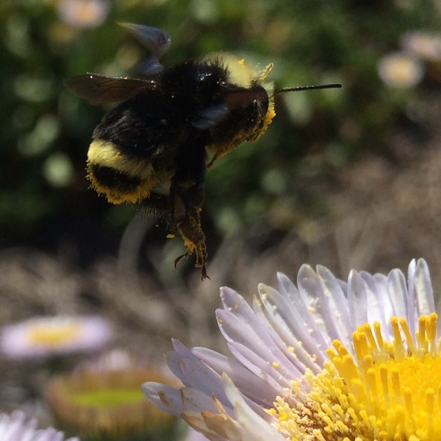 Appreciating the Western Bumblebee