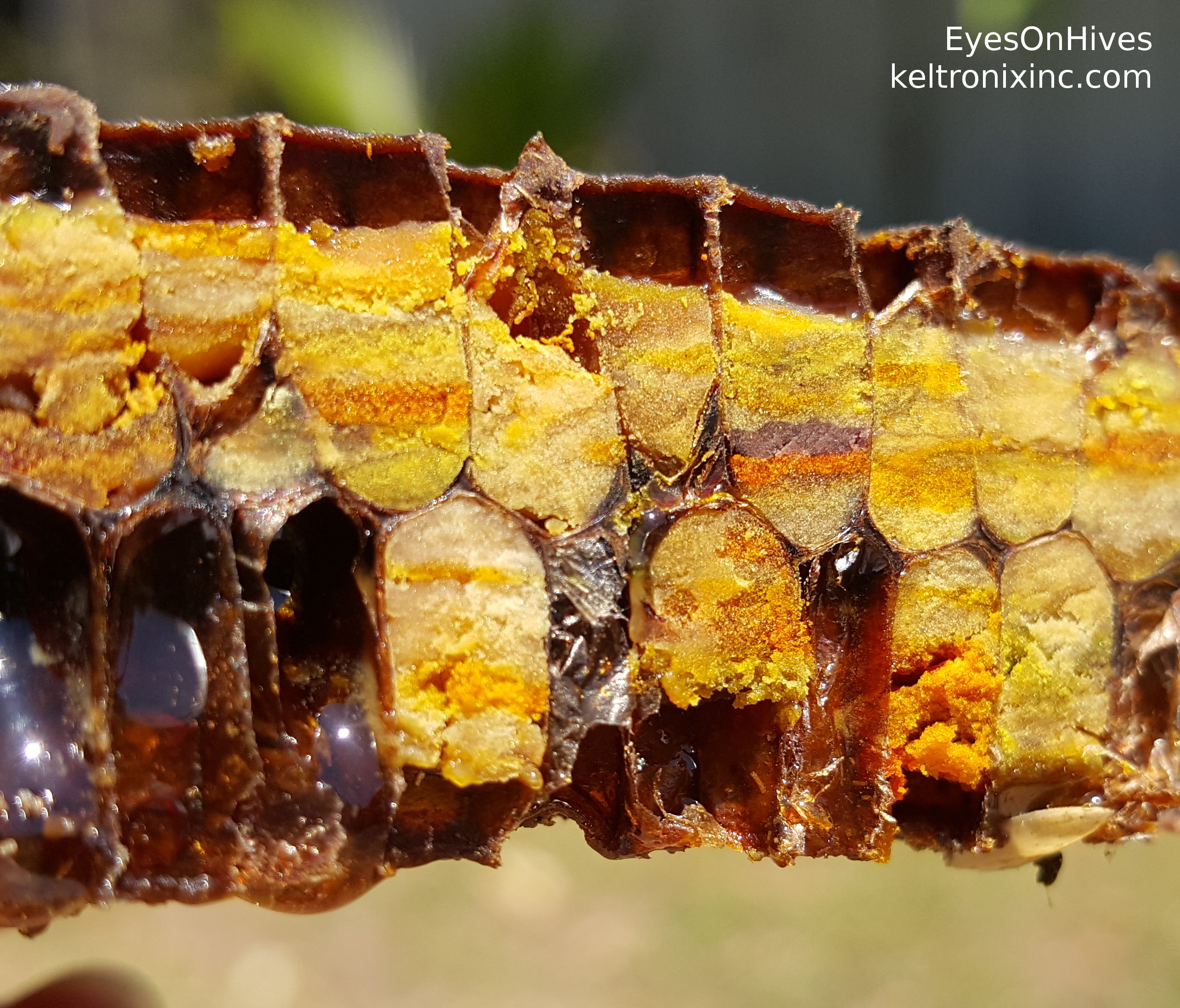 Bee Pollen to Bee Bread Closeup