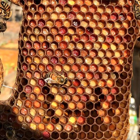 Ever wonder if there's a bee Picasso inside your hive?