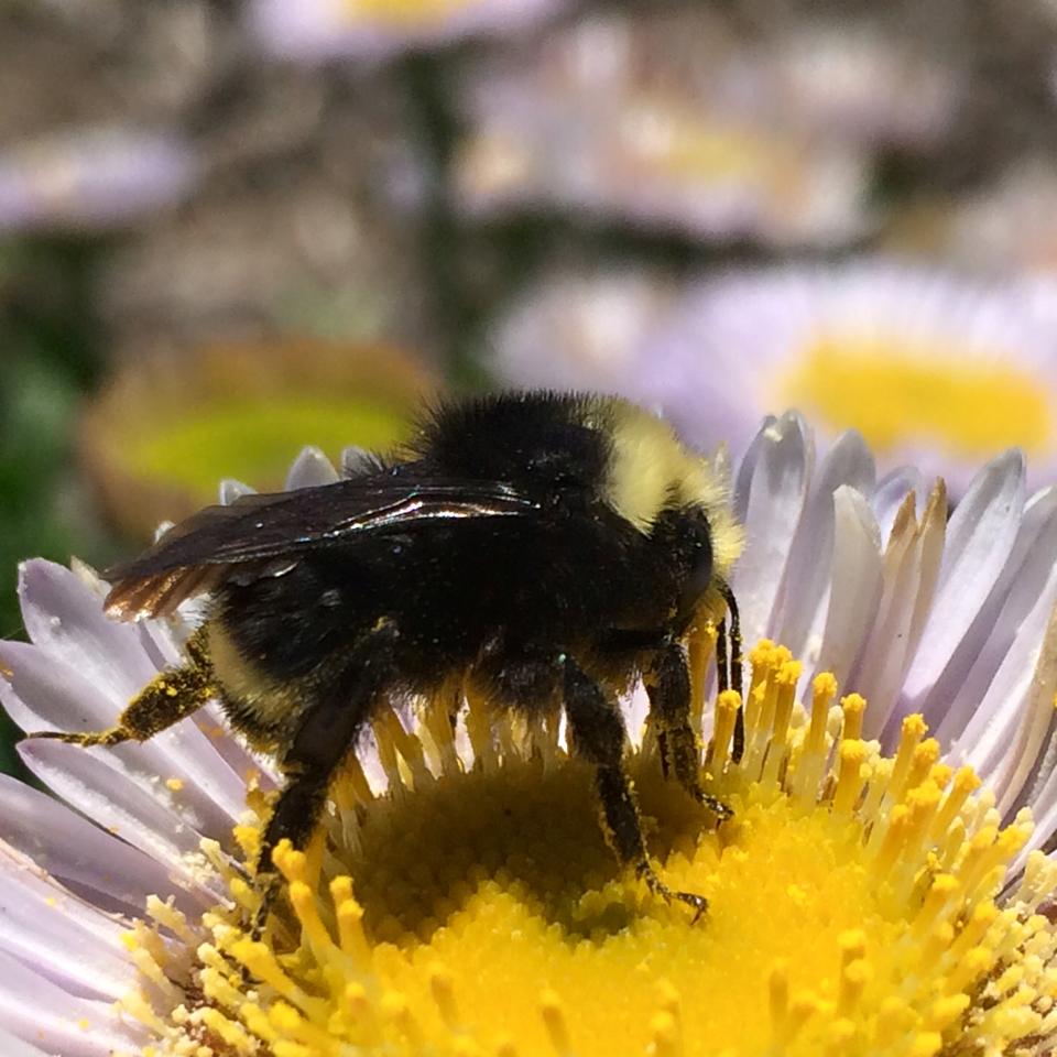 Western Bumblebee EyesonHives