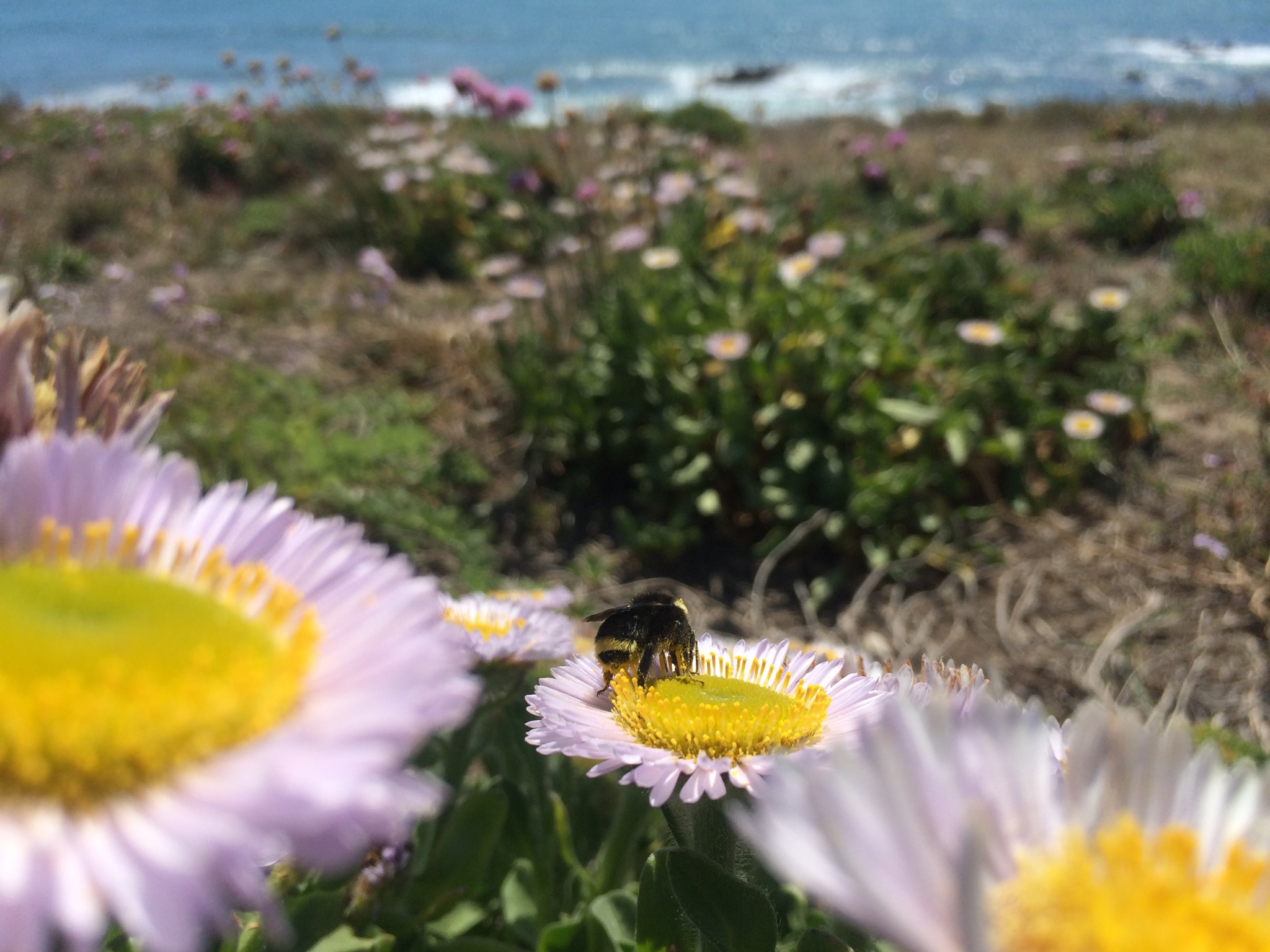 Western Bumblebee in Coastal California
