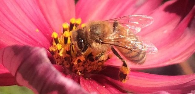 National Honey Bee Day EyesOnHives