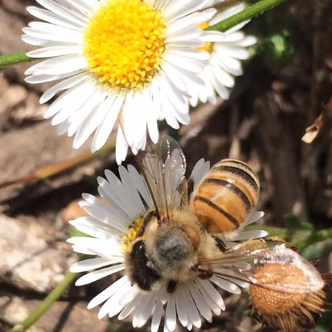 National Honey Bee Day Oregon Honey Festival