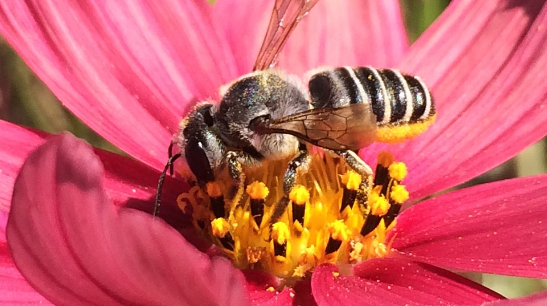 tax-deductions-for-supporting-bees-leafcutter