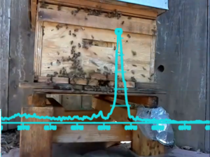 The heartbeat of a beehive