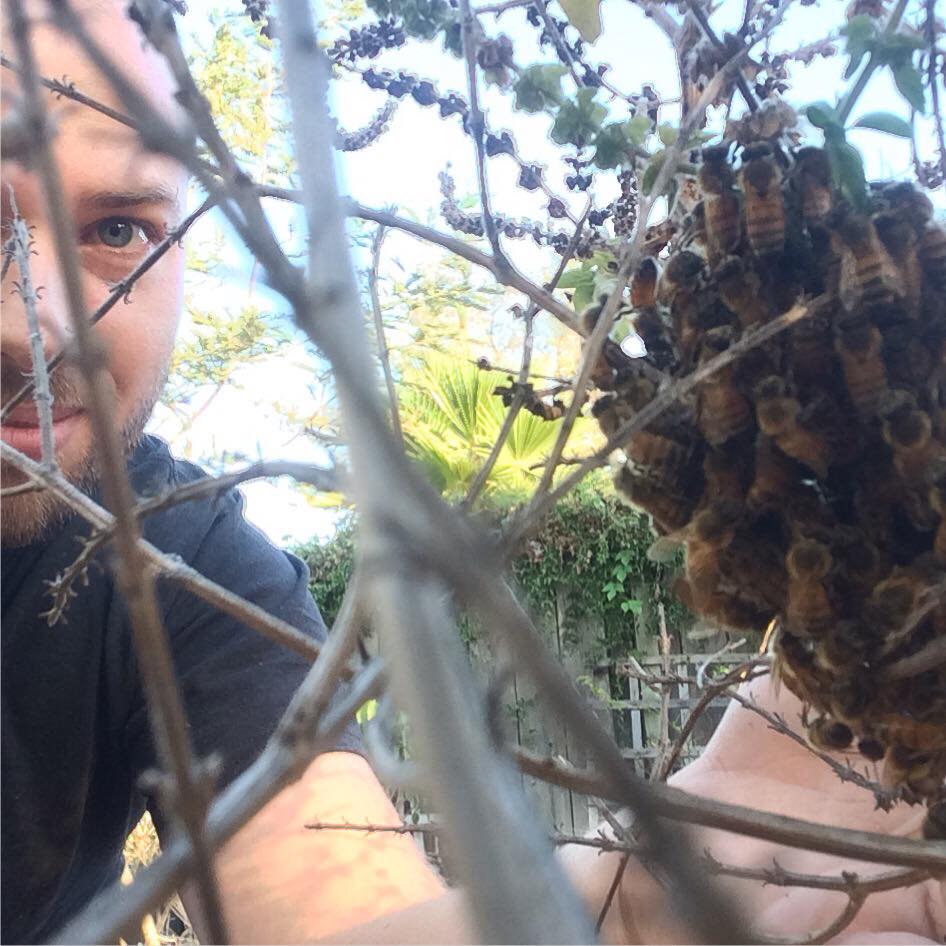 Swarm Rescue and future Honey Bee Health Monitored Bees